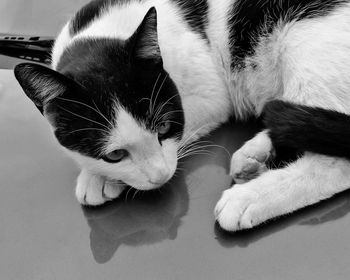 Close-up of cat relaxing
