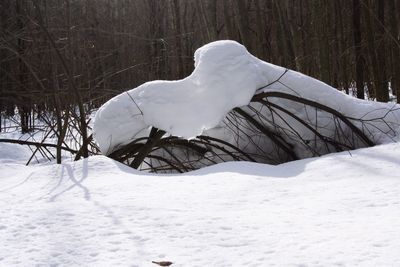 Snow covered land and trees on field