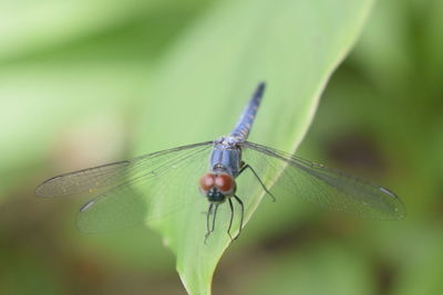 Close-up of dragonfly on leaf