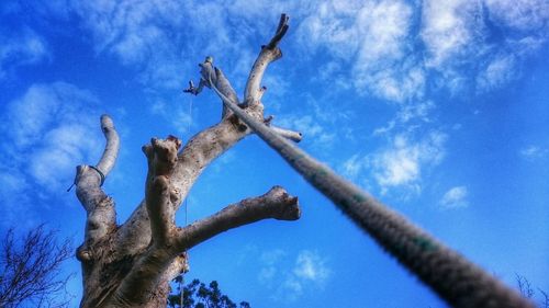 Low angle view of bare trees against blue sky