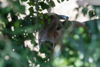 Close-up of a cow