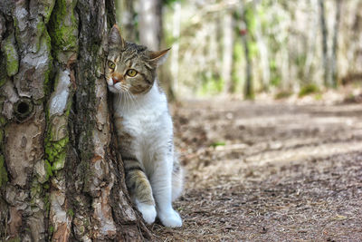 Portrait of cat on tree