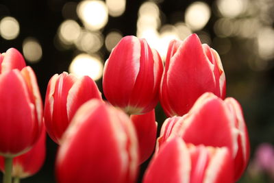 Close-up of tulips