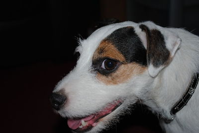 Cheeky the jack russell terrier