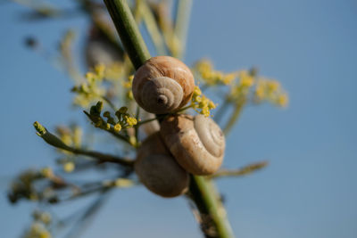 Close-up of snails on plant