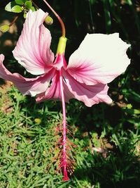 Close-up of pink flower blooming outdoors