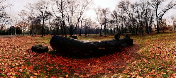 Trees on field