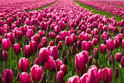 Pink tulips in field