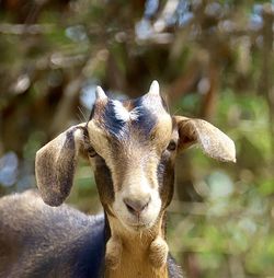 Close-up portrait of goat