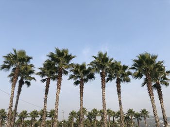 Low angle view of coconut palm trees against sky