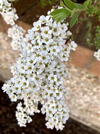 Close-up of white flowering plant