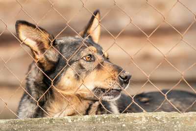 Close-up of a dog looking through chainlink fence