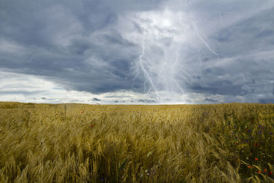 Scenic view of agricultural field against sky