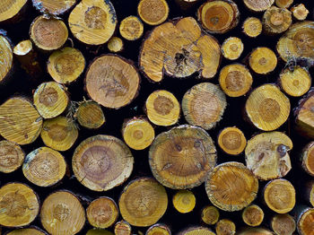 Full frame shot of logs in forest