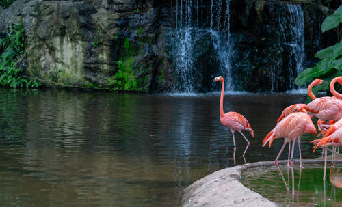 Birds drinking water in lake