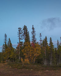 Trees in forest during autumn