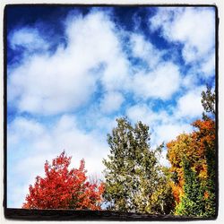 Low angle view of trees against cloudy sky