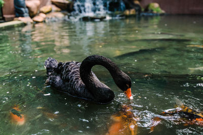 Black swan swimming in lake