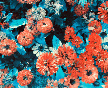 Close-up of flowers blooming outdoors