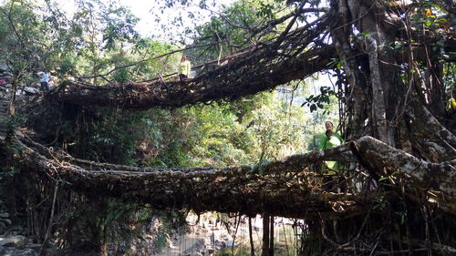 Low angle view of trees in forest