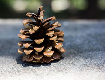 Close-up of pine cone on table