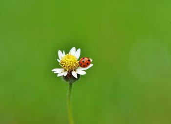 Close-up of ladybug pollinating on flower