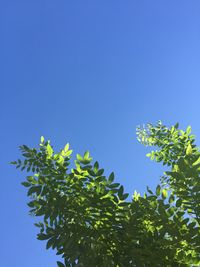 Low angle view of tree against clear blue sky