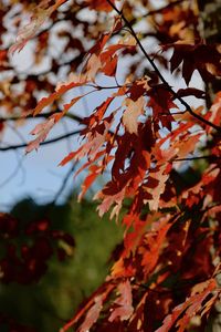 Low angle view of autumnal leaves on tree