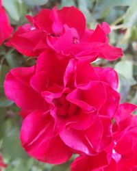 Close-up of pink rose