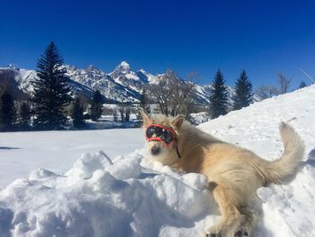View of a dog on snow covered mountain