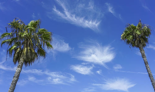 Low angle view of coconut palm trees against blue sky