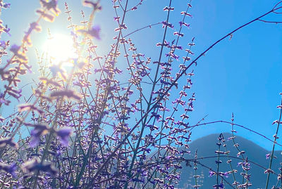 Low angle view of flowering plants against blue sky