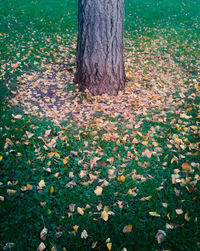 Autumn leaves on grassy field