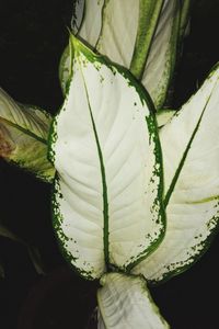 Close-up of white flowering plant against black background