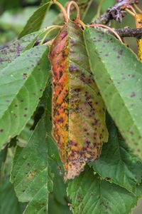 Close-up of insect on leaves