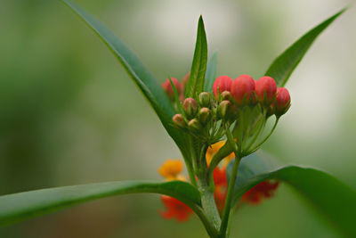 Close-up of flower buds growing on plant