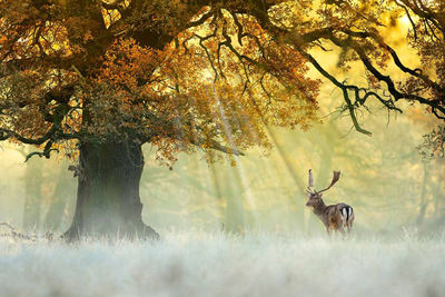 Trees in forest