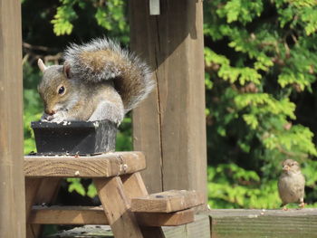 Close-up of squirrel sitting at a picnic table eating 