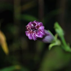 Close-up of purple iris