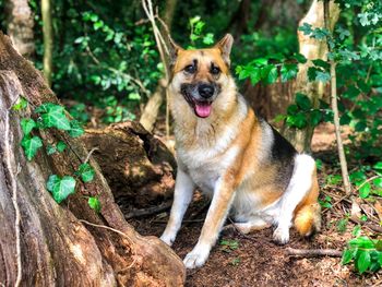 Portrait of dog sitting on tree trunk in forest