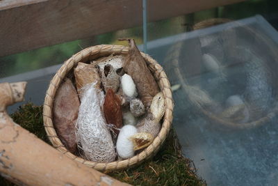 High angle view of birds in nest