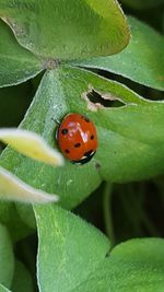 Close-up of ladybug on leaf