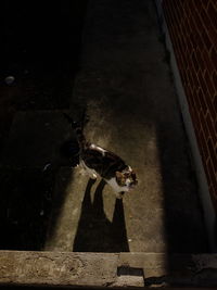 High angle view of dog on floor at night