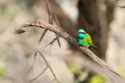 Close-up of bird perching on tree