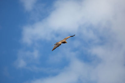 Low angle view of seagull flying in sky