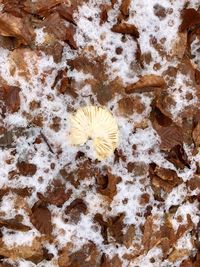 High angle view of mushroom on snow covered land