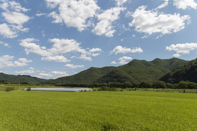 Scenic view of field against sky