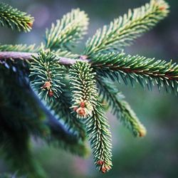 Close-up of pine twig