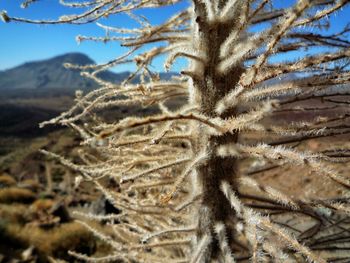 Close-up of bare tree