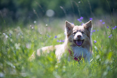 Portrait of dog on field